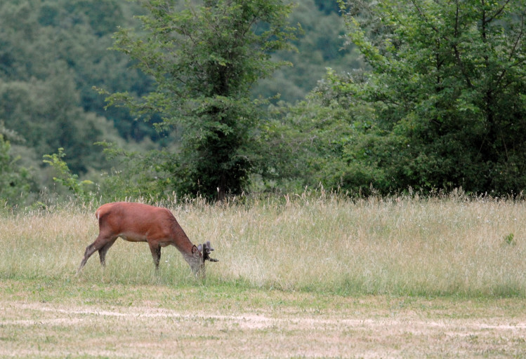 PASSIONE PER IL CERVO